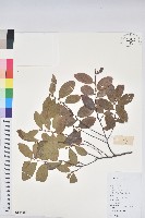 土密樹藏品圖，第1張