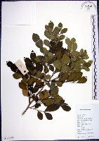 月橘藏品圖，第1張