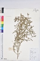 葉下珠、珠仔草藏品圖，第1張