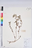 飛揚草藏品圖，第1張