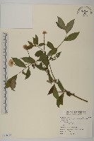 早苗蓼藏品圖，第1張