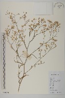 掃帚菊藏品圖，第1張