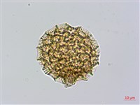 紫苞蓼藏品圖，第2張