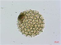 紫苞蓼藏品圖，第3張