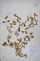 蓮子草藏品圖，第1張