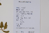 蓮子草藏品圖，第2張