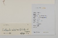 石胡荽、吐金草藏品圖，第2張