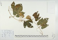 木鱉子藏品圖，第1張