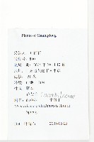木鱉子藏品圖，第2張