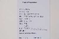 地花細辛藏品圖，第2張