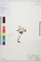 天葵藏品圖，第1張