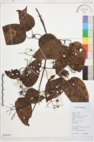 麥氏鐵線蓮藏品圖，第2張