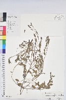 假葉下珠藏品圖，第1張