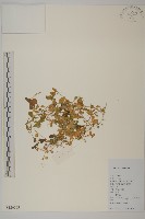 升馬唐藏品圖，第1張