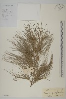 木麻黃藏品圖，第1張