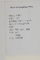 木麻黃藏品圖，第2張