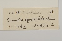 木麻黃藏品圖，第3張