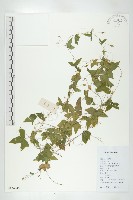 茅瓜藏品圖，第1張