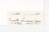 中國菟絲子藏品圖，第3張