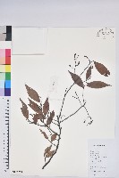 米飯花藏品圖，第1張