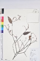 刺毛越橘藏品圖，第1張