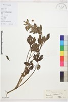 水辣菜、禺毛茛藏品圖，第1張