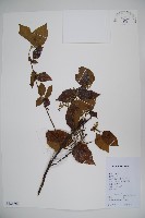 莢迷藏品圖，第1張