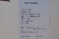 莢迷藏品圖，第2張