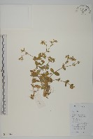 登錄號:S126762藏品圖，第1張