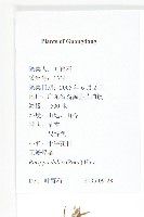 小葶藶藏品圖，第2張