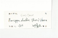 小葶藶藏品圖，第3張