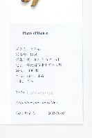 單葉豆藏品圖，第2張