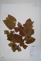 皂帽花藏品圖，第1張