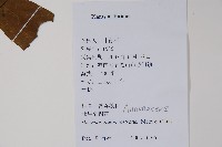 皂帽花藏品圖，第2張