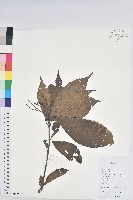 羽脈山麻桿藏品圖，第1張