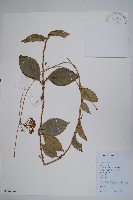 登錄號:S126776藏品圖，第1張