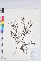 地楊桃藏品圖，第1張