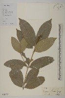 無柄衛矛藏品圖，第1張