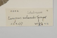 無柄衛矛藏品圖，第3張