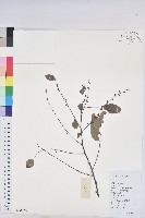 龍眼睛藏品圖，第1張