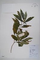 蘿芙木藏品圖，第1張