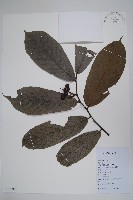 登錄號:S126805藏品圖，第1張