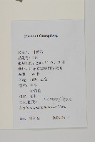 白花地膽草藏品圖，第2張