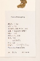 華澤蘭藏品圖，第2張