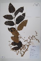 鹽膚木藏品圖，第1張