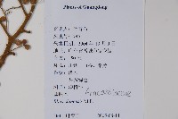 鹽膚木藏品圖，第2張