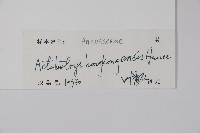 香港鷹爪花藏品圖，第2張