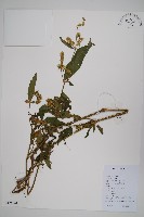 柳葉牛膝藏品圖，第1張