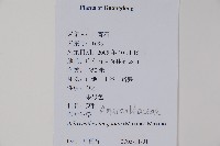 柳葉牛膝藏品圖，第2張