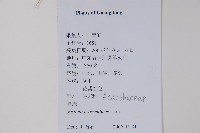 爵床藏品圖，第2張